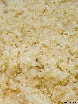 Quinoa Growing Guide