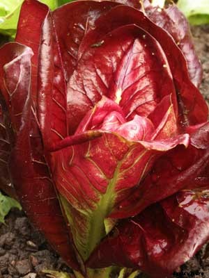 Radicchio Growing Guide