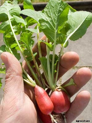 Radish Growing Guide