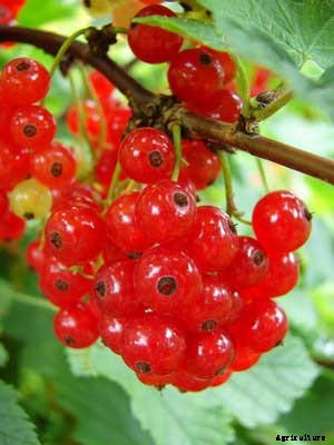 Red Currant Growing Guide