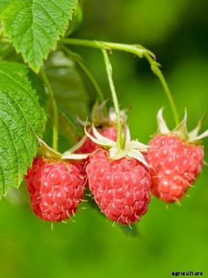Raspberry Growing Guide