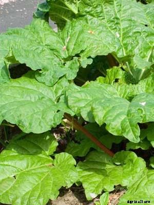 Rhubarb Growing Guide