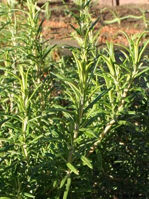 Rosemary Growing Guide