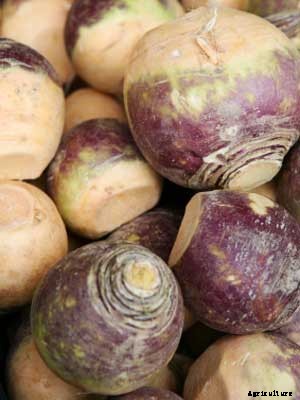 Rutabaga Growing Guide