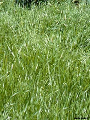 Rye (Annual) Growing Guide