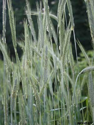 Rye (Cereal) Growing Guide