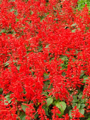 Salvia Growing Guide