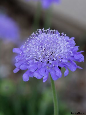Scabiosa (Sweet) Growing Guide