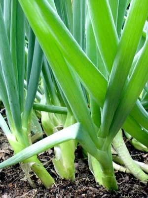 Scallions Growing Guide