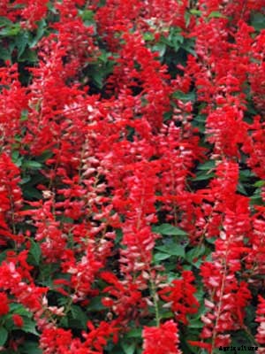 Scarlet Sage Growing Guide