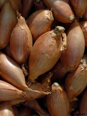 Shallots Growing Guide