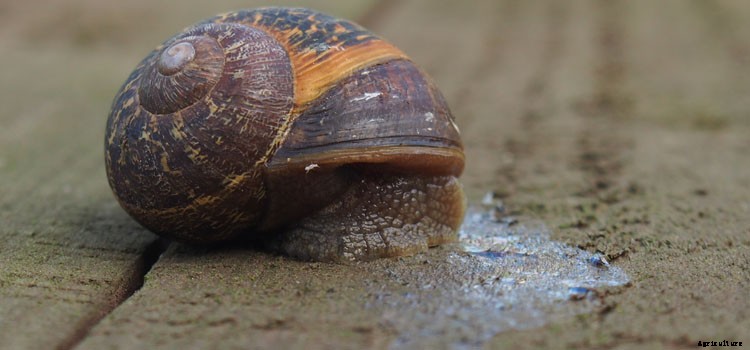 Shallots Growing Guide