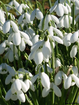 Snowdrop Growing Guide