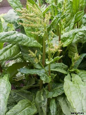 Sorrel Growing Guide