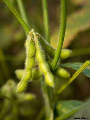 Soybeans Growing Guide