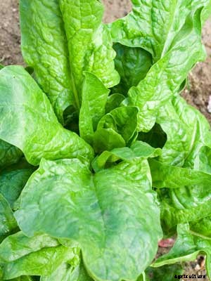 Spinach Growing Guide