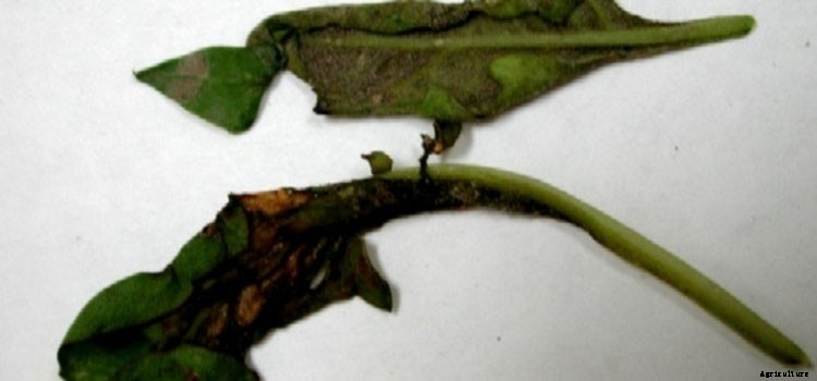 Spinach Growing Guide