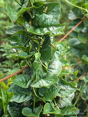 Spinach (Malabar) Growing Guide