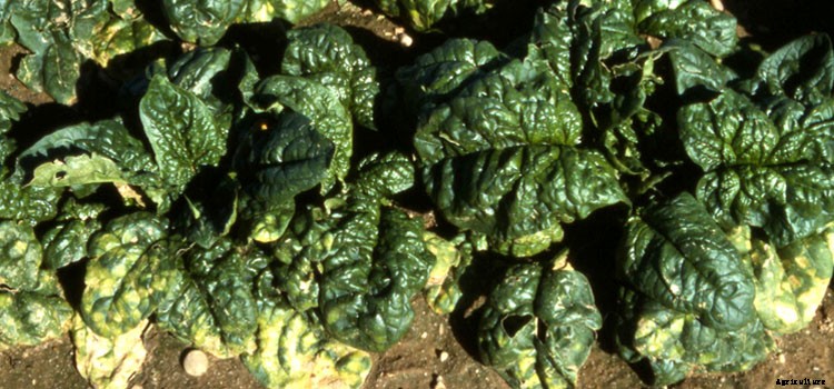 Spinach Growing Guide