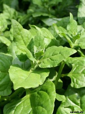 Spinach (New Zealand) Growing Guide