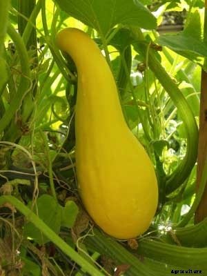 Squash (Summer) Growing Guide