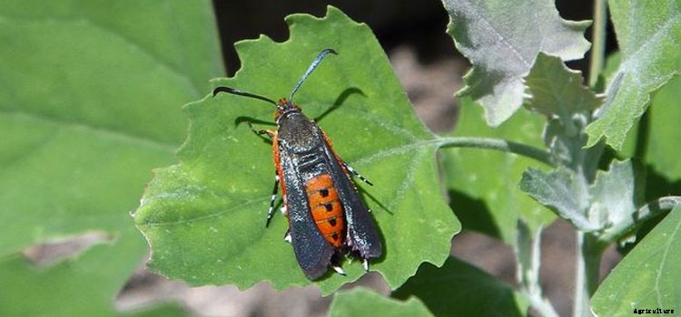 Squash (Summer) Growing Guide