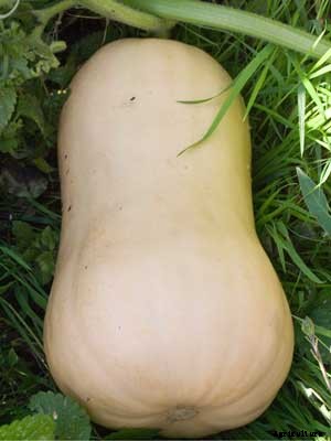 Squash (Winter) Growing Guide