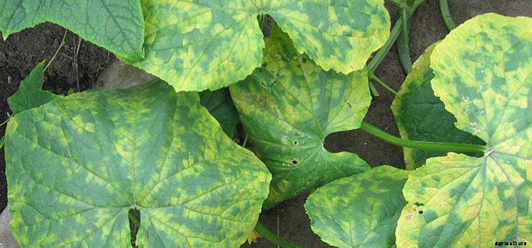 Squash (Winter) Growing Guide