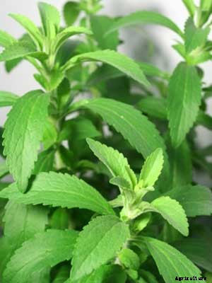 Stevia Growing Guide