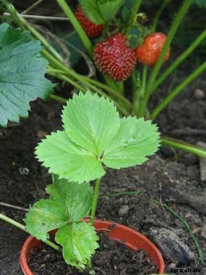 Strawberry Growing Guide