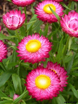 Strawflower Growing Guide