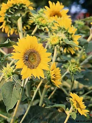 Sunflower Growing Guide