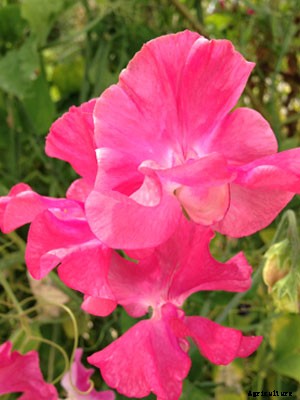 Sweet Pea Growing Guide