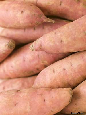 Sweet Potato Growing Guide