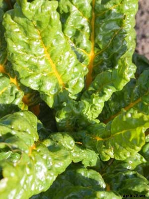 Swiss Chard Growing Guide