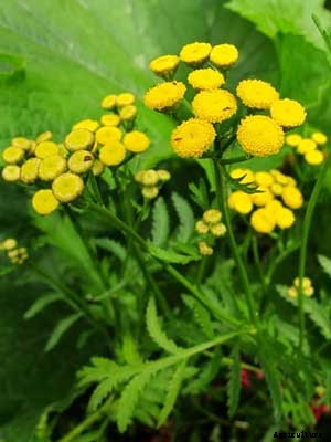 Tansy Growing Guide