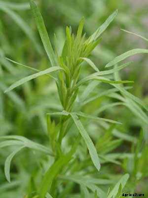 Tarragon Growing Guide