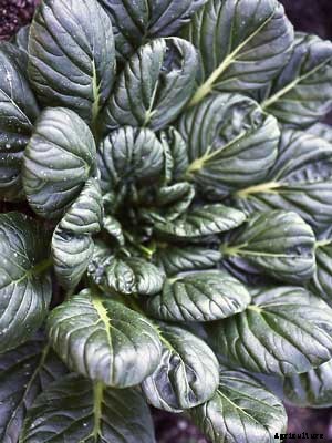 Tatsoi Growing Guide