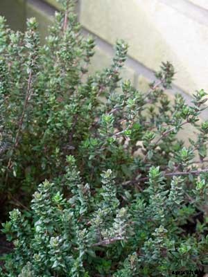 Thyme Growing Guide
