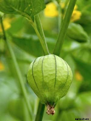 Tomatillo Growing Guide