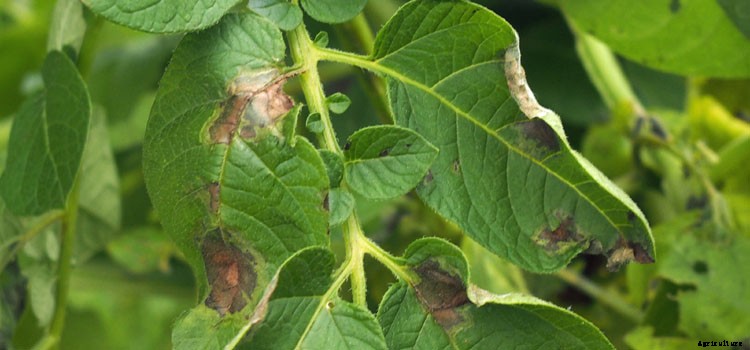 Tomato (Large) Growing Guide