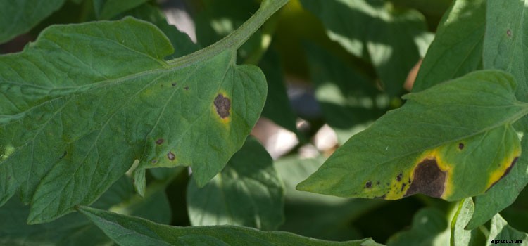 Tomato (Large) Growing Guide