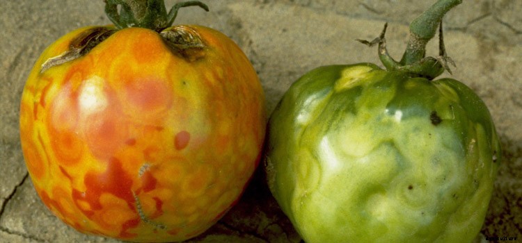 Tomato (Large) Growing Guide