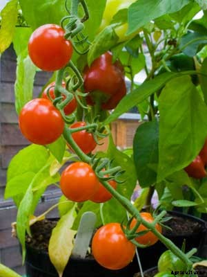 Tomato (Small) Growing Guide