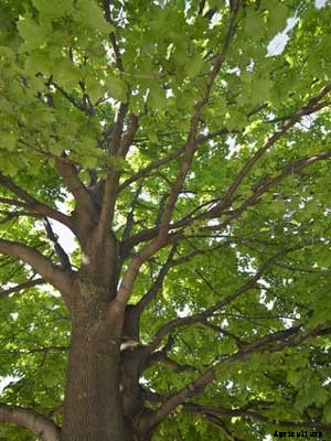 Tree (Large) Growing Guide