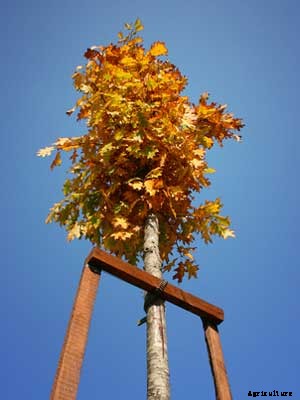 Tree (Small) Growing Guide