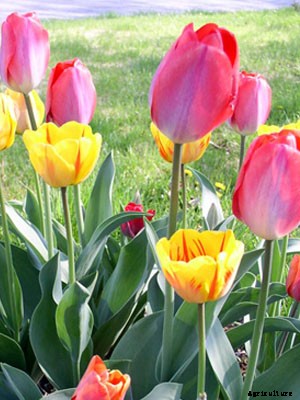Tulip Growing Guide