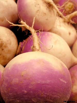 Turnip Growing Guide