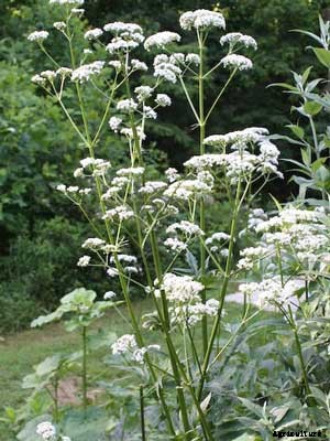 Valerian Growing Guide
