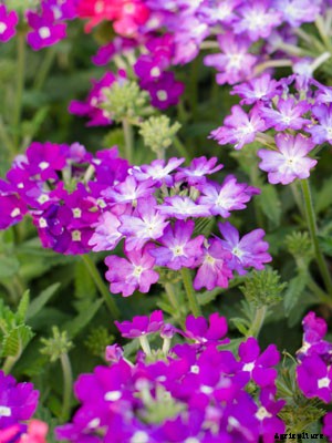 Verbena (Annual) Growing Guide
